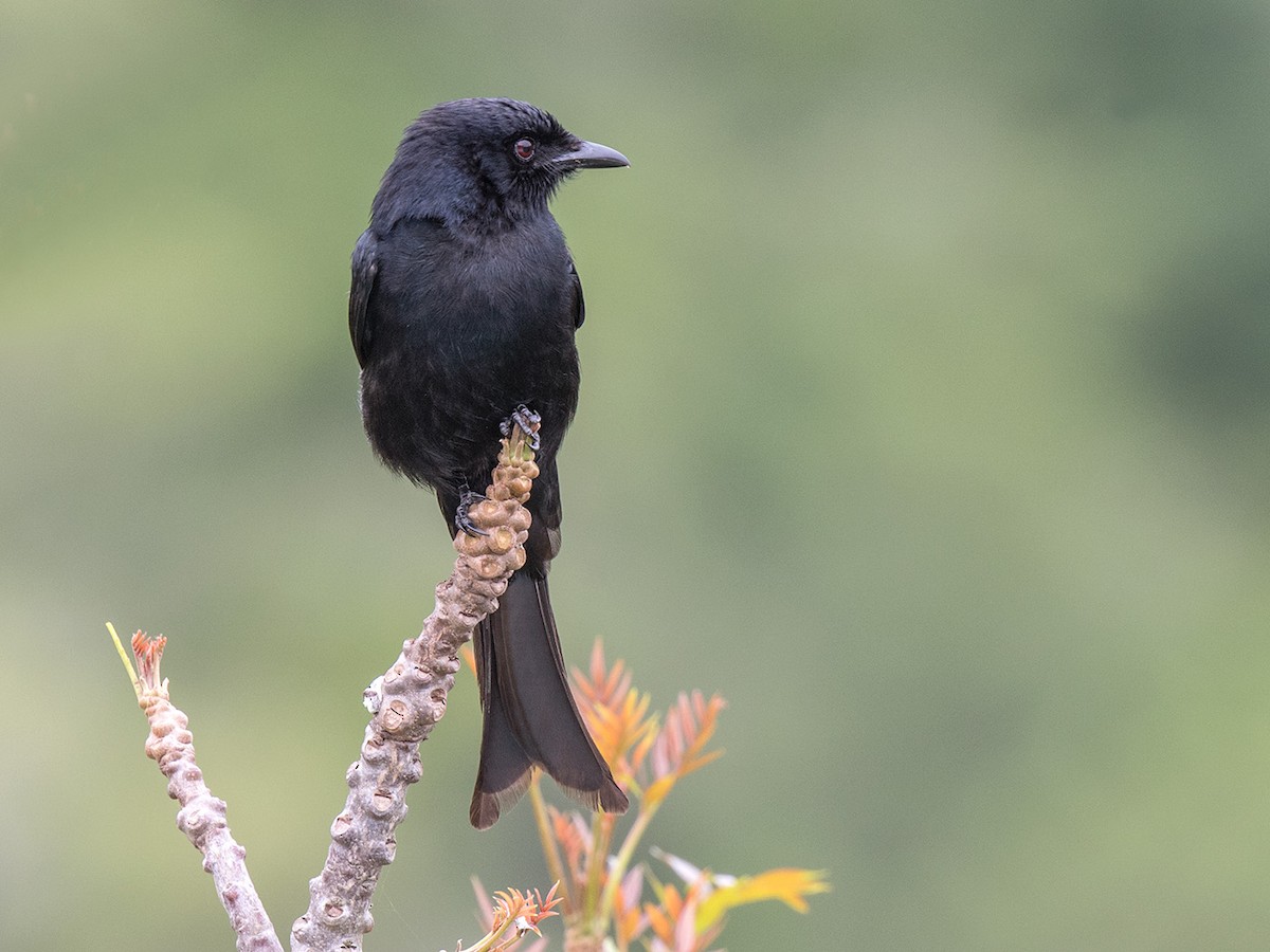 Fork-tailed Drongo - Bruce Ward-Smith