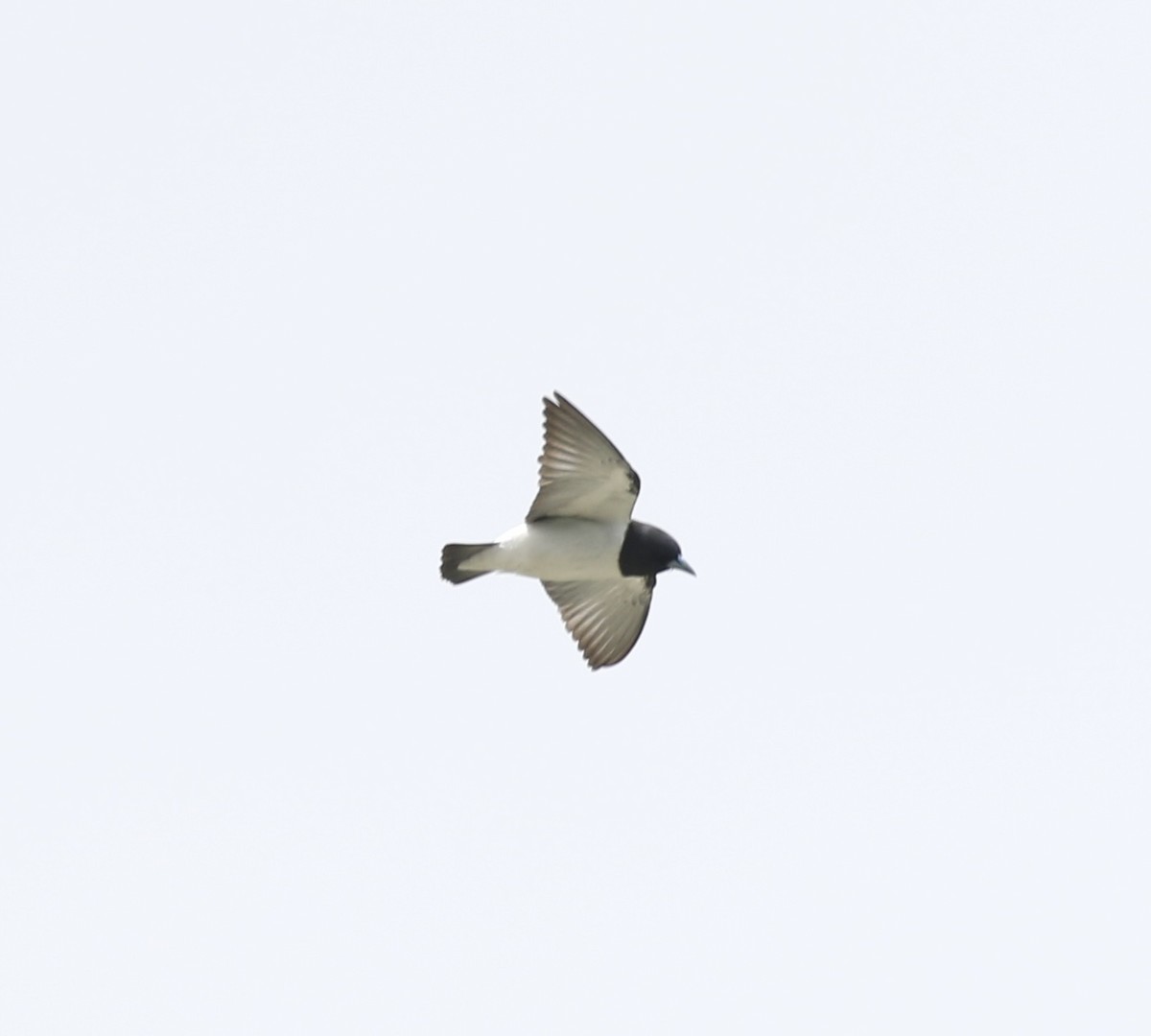 Great Woodswallow - ML485399731