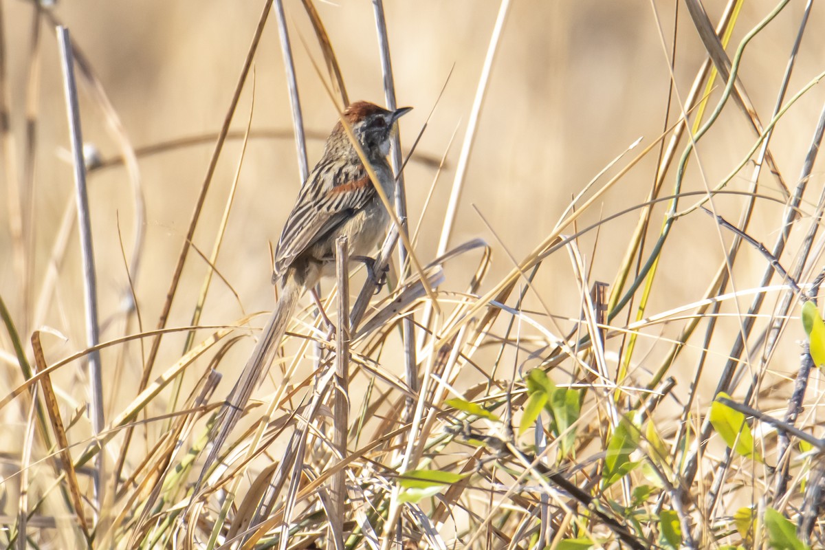 Chotoy Spinetail - ML485404741