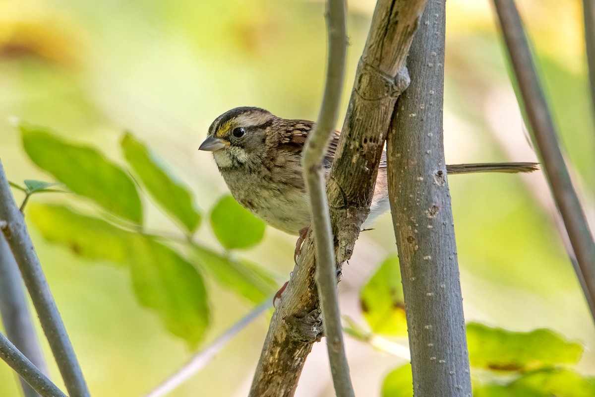 White-throated Sparrow - ML485405631