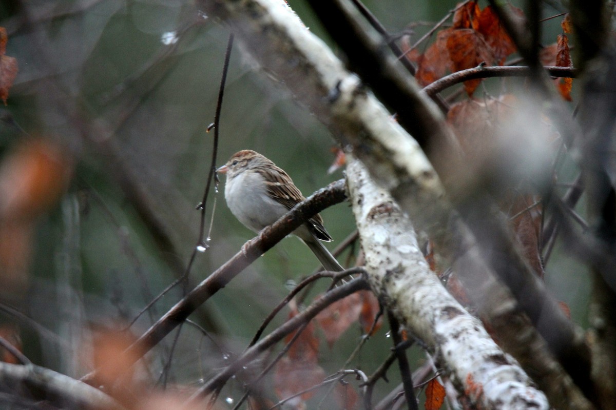 Chipping Sparrow - ML485406801