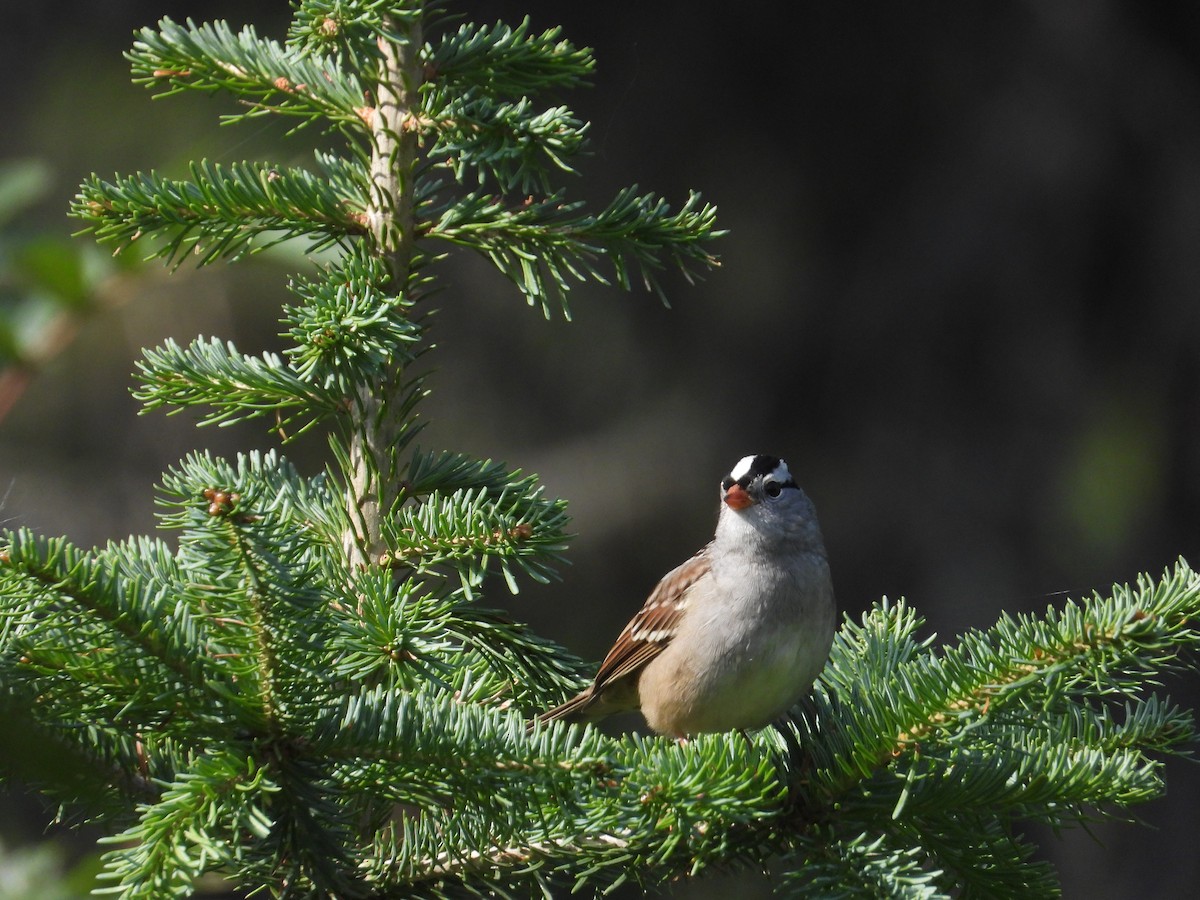 White-crowned Sparrow - ML485407211