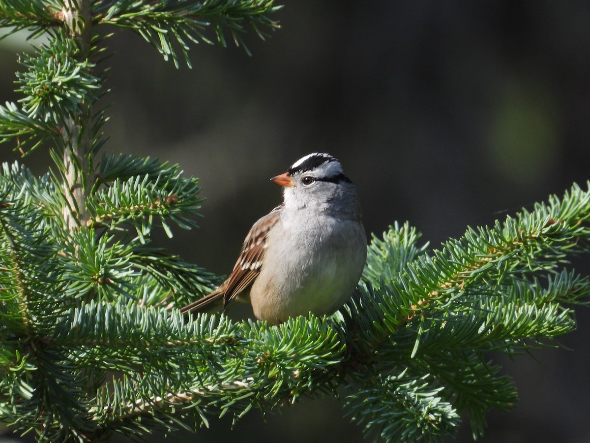 White-crowned Sparrow - ML485407221