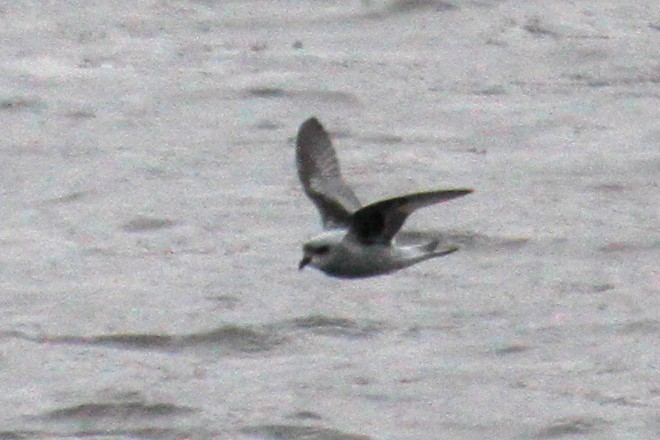 Fork-tailed Storm-Petrel - ML485409561