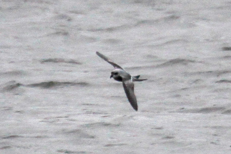 Fork-tailed Storm-Petrel - ML485409571