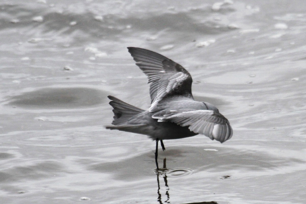 Fork-tailed Storm-Petrel - ML485411021