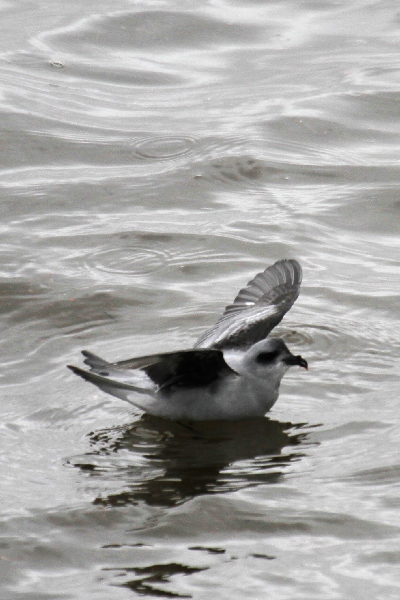 Fork-tailed Storm-Petrel - ML485411031