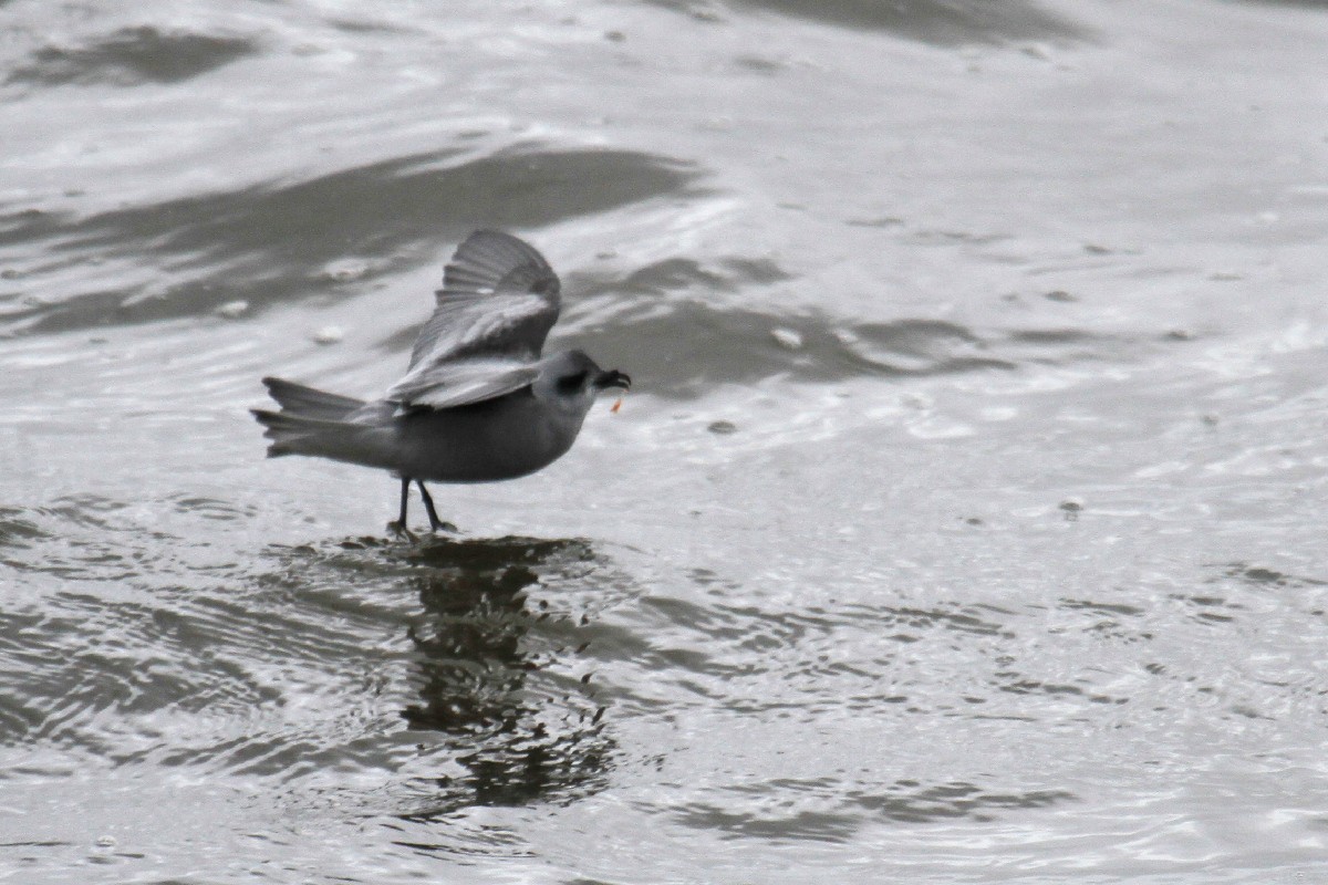 Fork-tailed Storm-Petrel - ML485411041