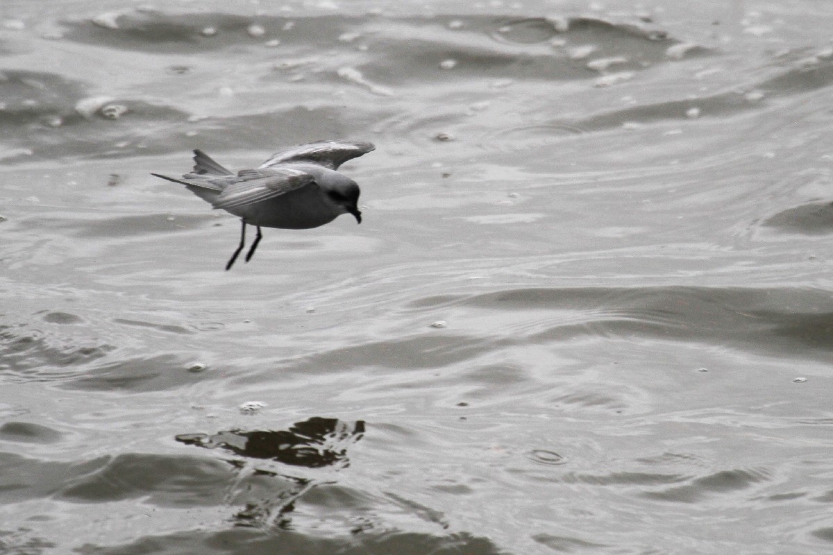 Fork-tailed Storm-Petrel - ML485411051