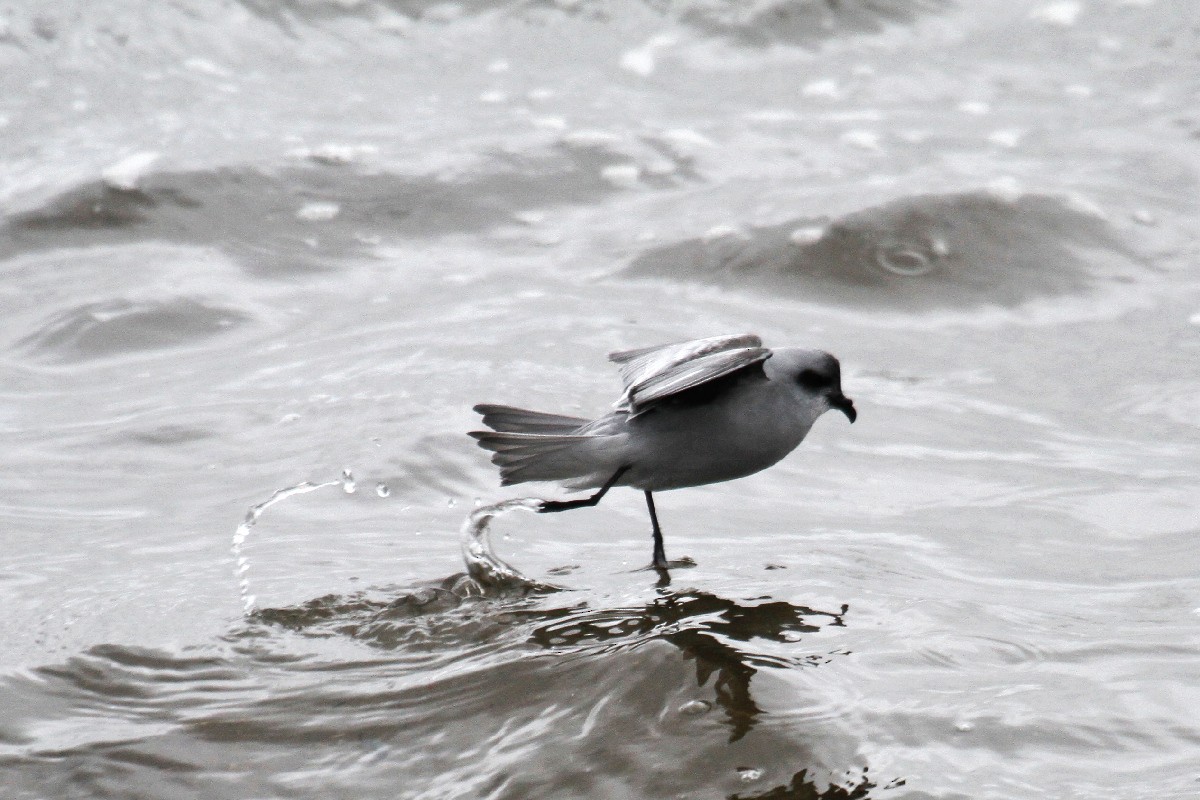Fork-tailed Storm-Petrel - ML485411061