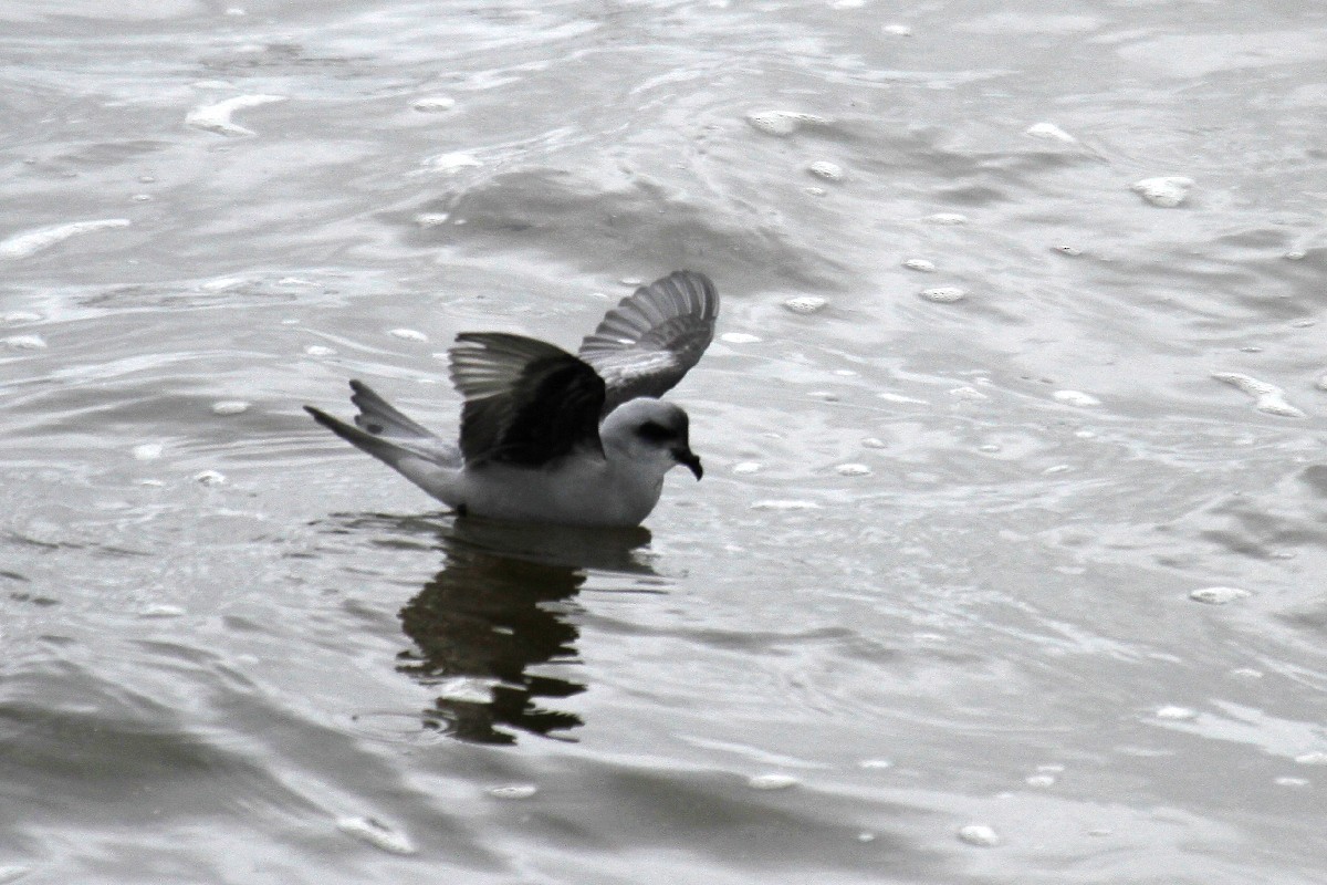 Fork-tailed Storm-Petrel - ML485411081