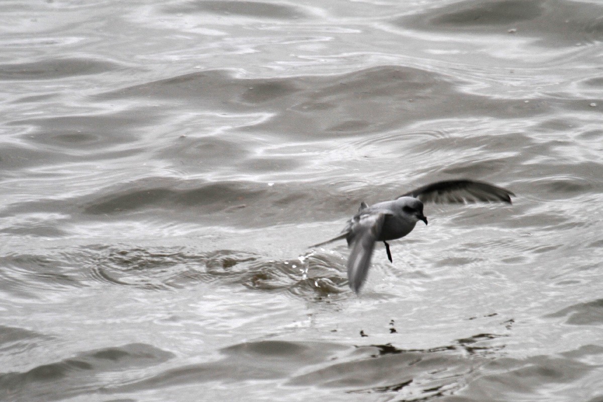 Fork-tailed Storm-Petrel - ML485411091