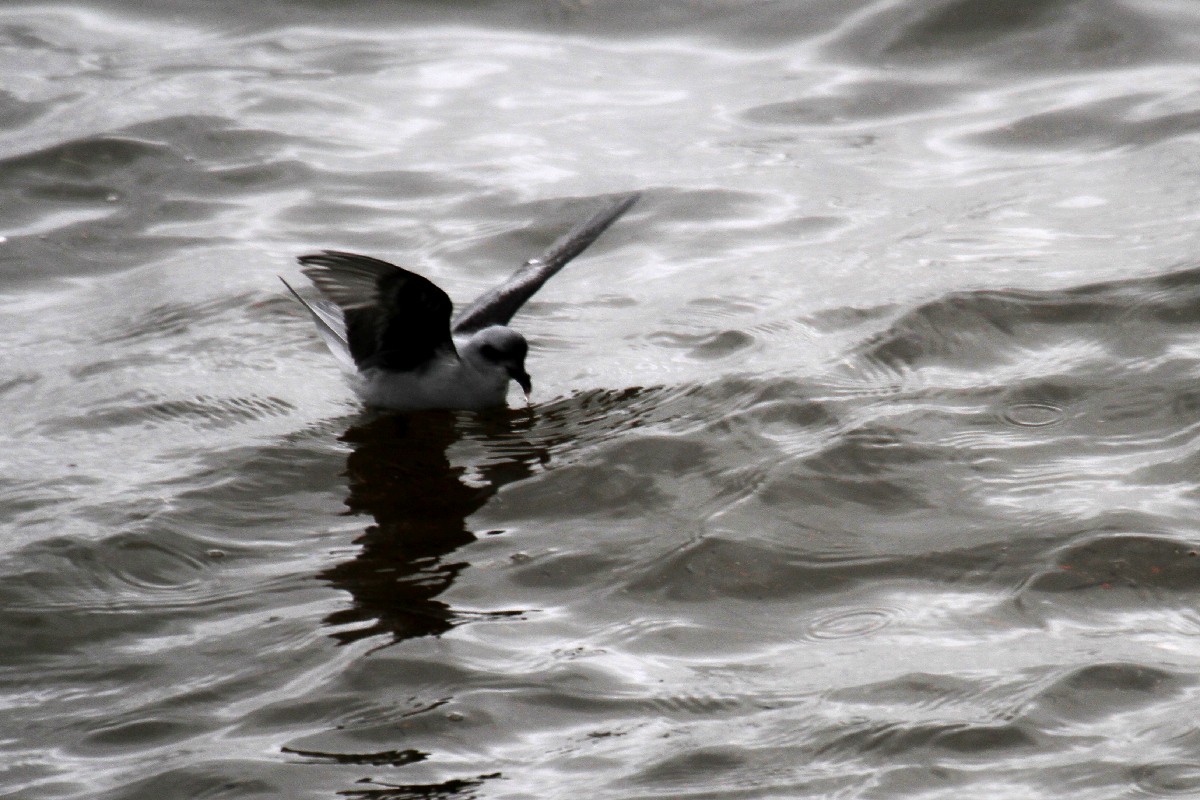 Fork-tailed Storm-Petrel - ML485411101