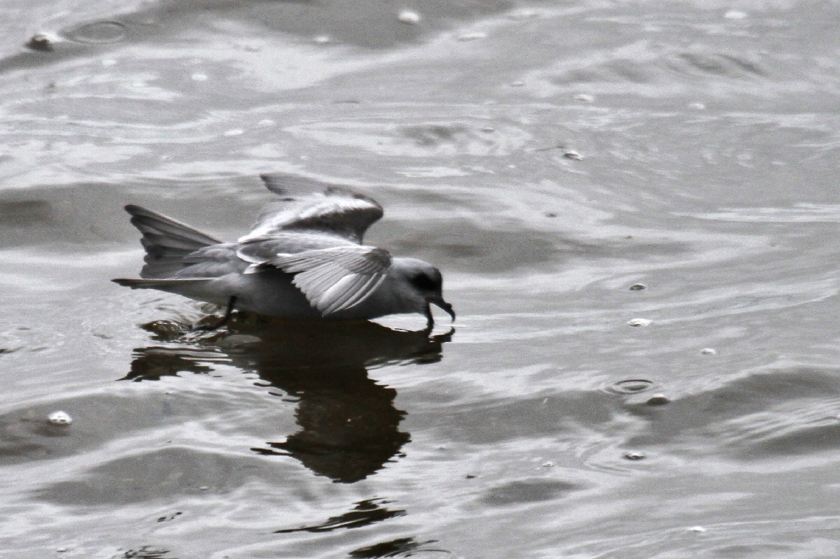 Fork-tailed Storm-Petrel - ML485411111