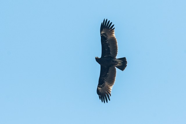 Greater Spotted Eagle - ML48541331