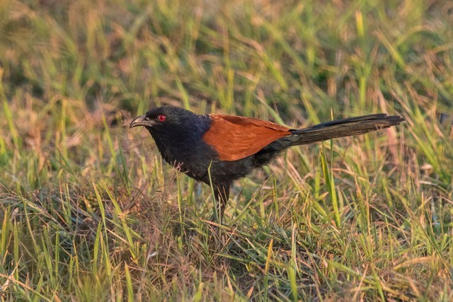 Greater Coucal - Tom Backlund