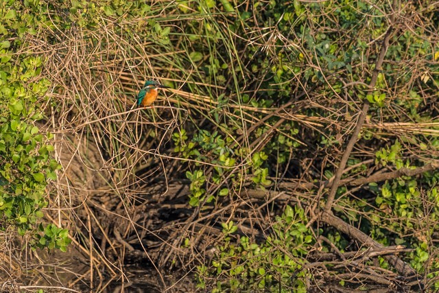 Common Kingfisher - Tom Backlund