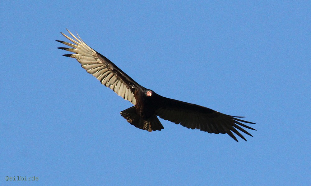 Turkey Vulture - ML485417411