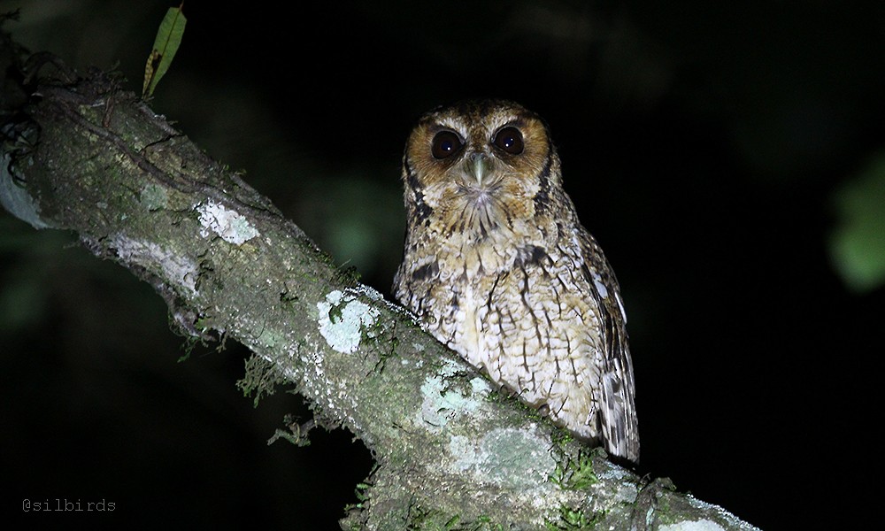 Long-tufted Screech-Owl - ML485417631