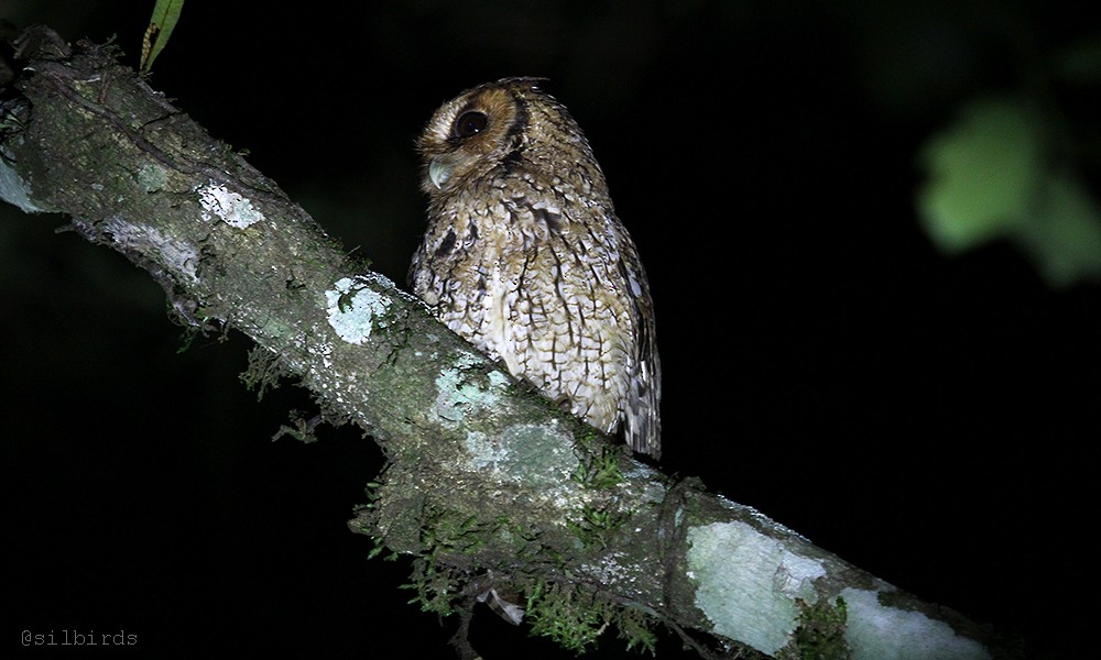 Long-tufted Screech-Owl - ML485417641