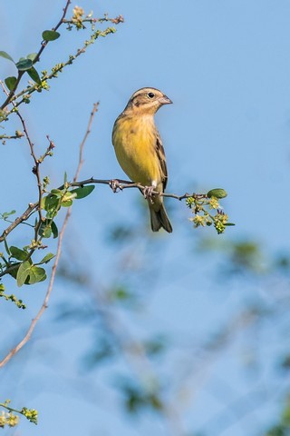 Yellow-breasted Bunting - ML48541941