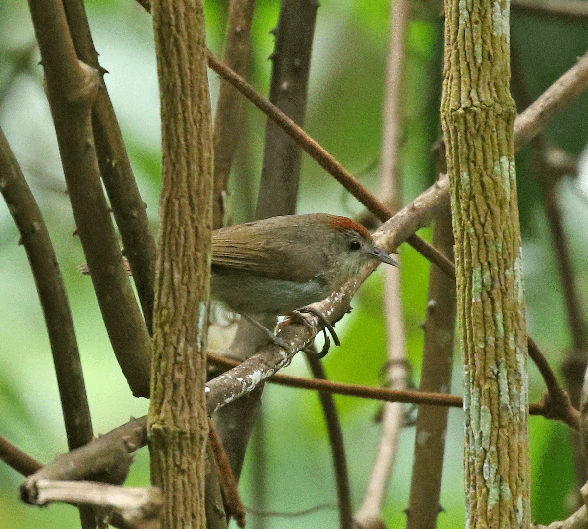 Rufous-fronted Babbler - Dave Bakewell