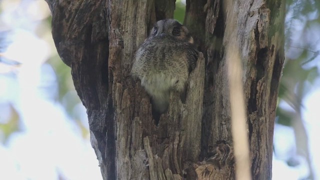 Australian Owlet-nightjar - ML485432681