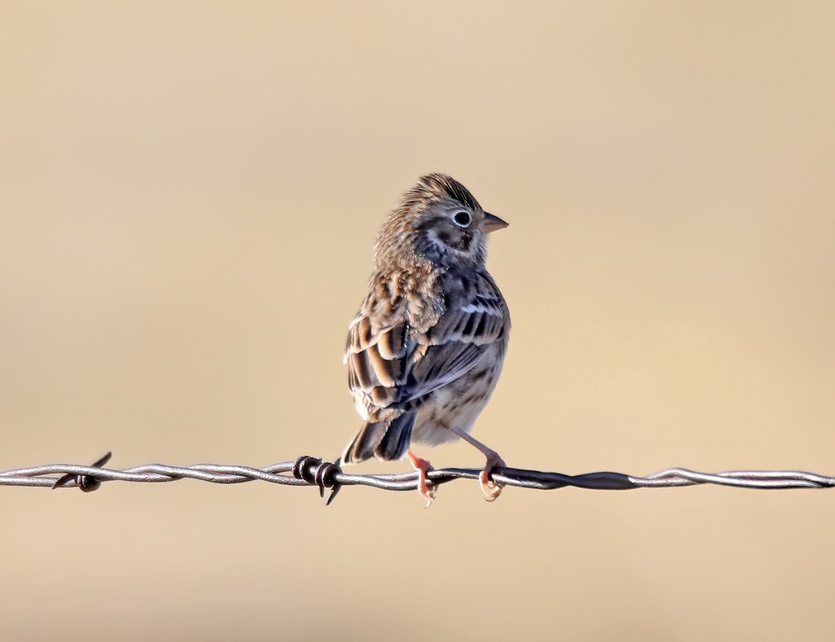 Vesper Sparrow - Elizabeth Winter