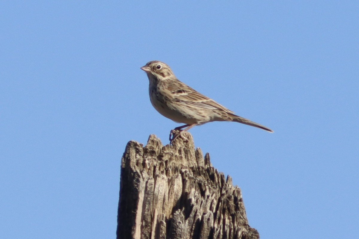 Vesper Sparrow - Edward Landi