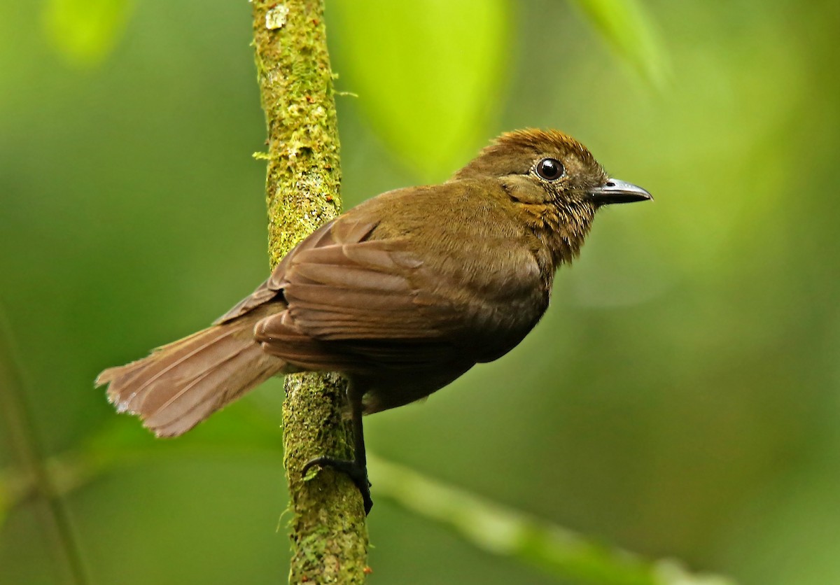 Northern Schiffornis (Ecuadorian) - Roger Ahlman