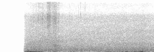 Тиранчик-короткодзьоб південний - ML485445181