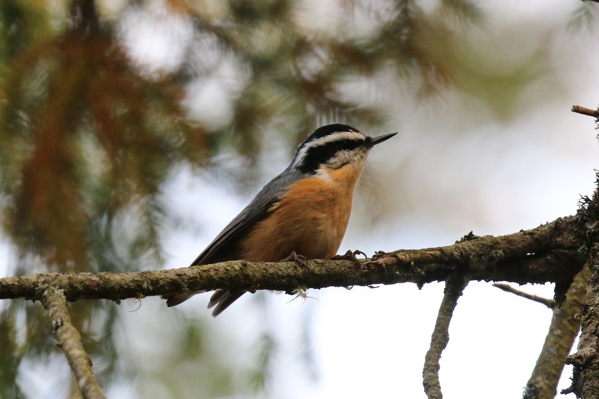 Red-breasted Nuthatch - ML485445321