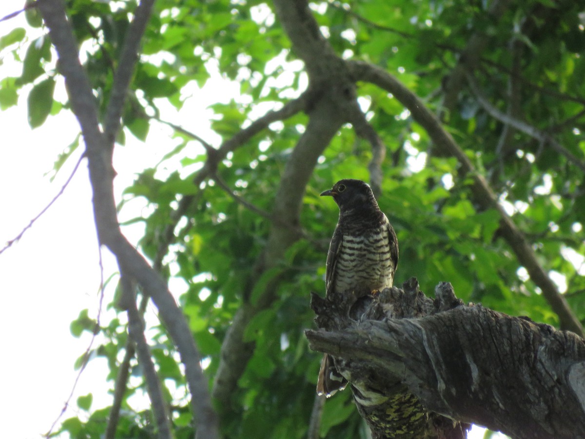 Red-chested Cuckoo - ML48544591