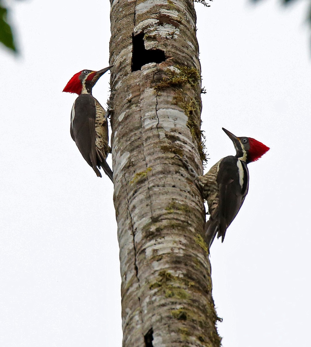 Lineated Woodpecker - Roger Ahlman