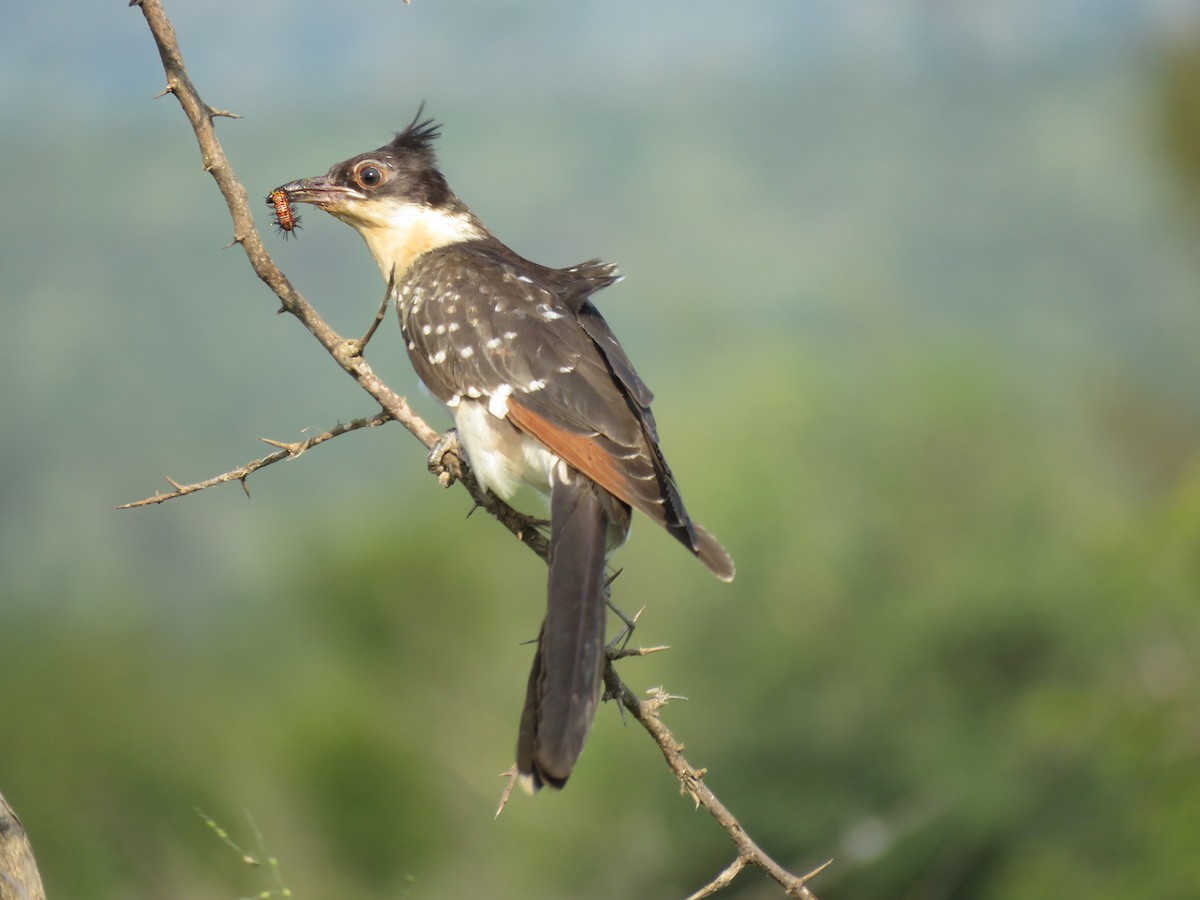 Great Spotted Cuckoo - ML48544921