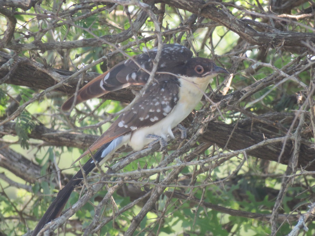 Great Spotted Cuckoo - ML48544981