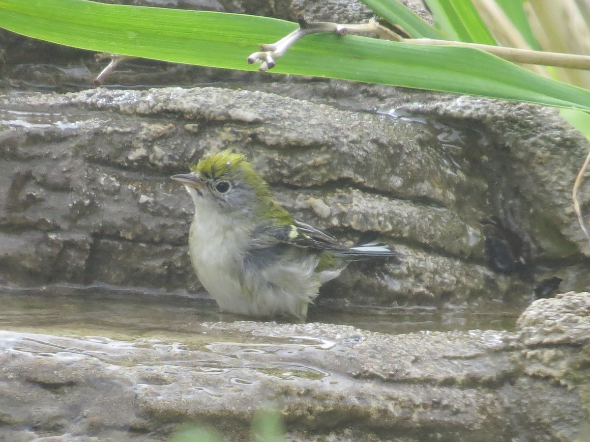 ebird-checklist-18-sep-2022-fernley-yard-primary-21-species