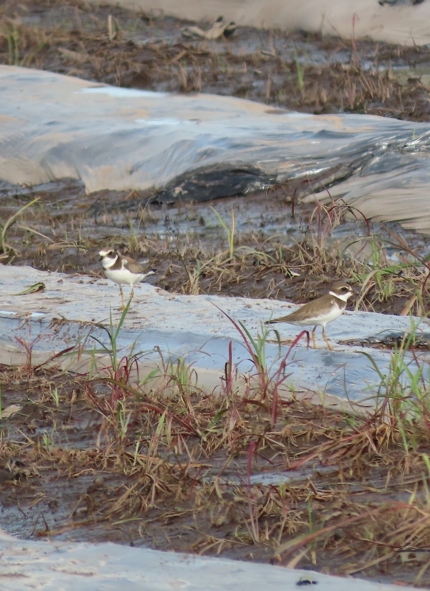 Semipalmated Plover - ML485454421