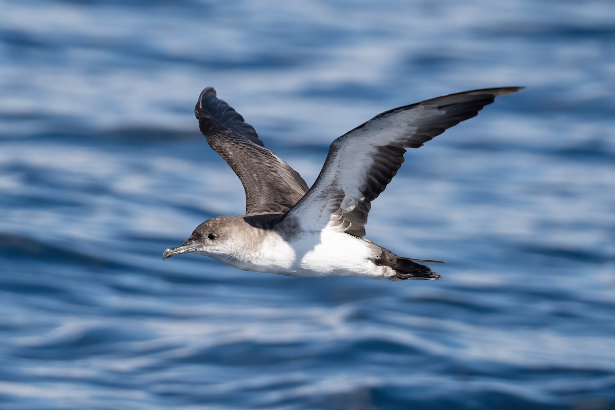 Black-vented Shearwater - Andrew Newmark