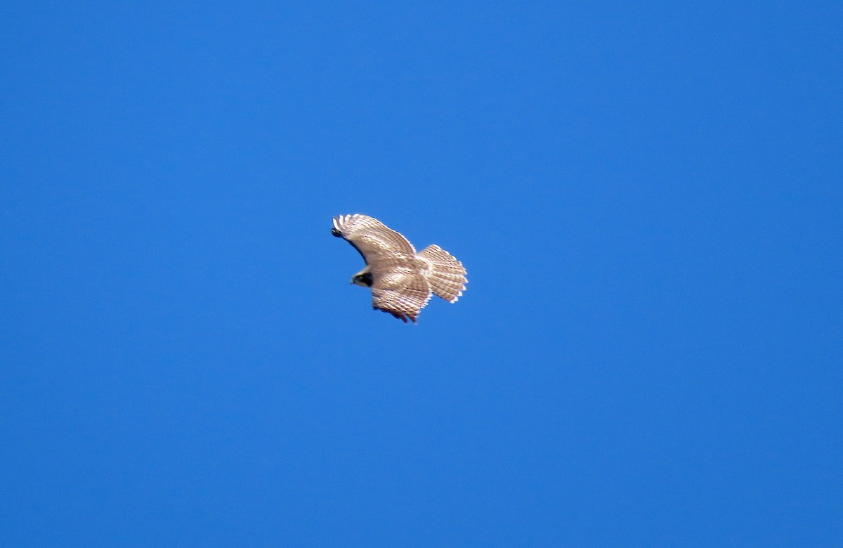Red-tailed Hawk - ML485462341