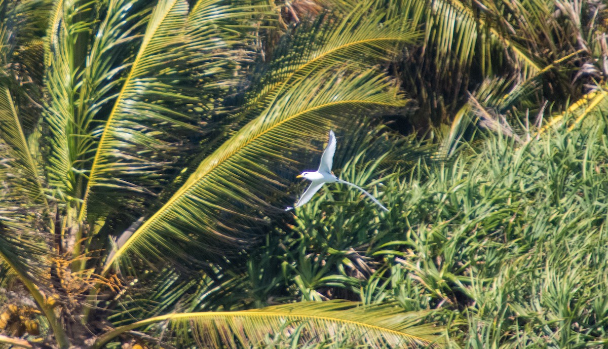 White-tailed Tropicbird - Pavan Thilina Bopitiya Gamage