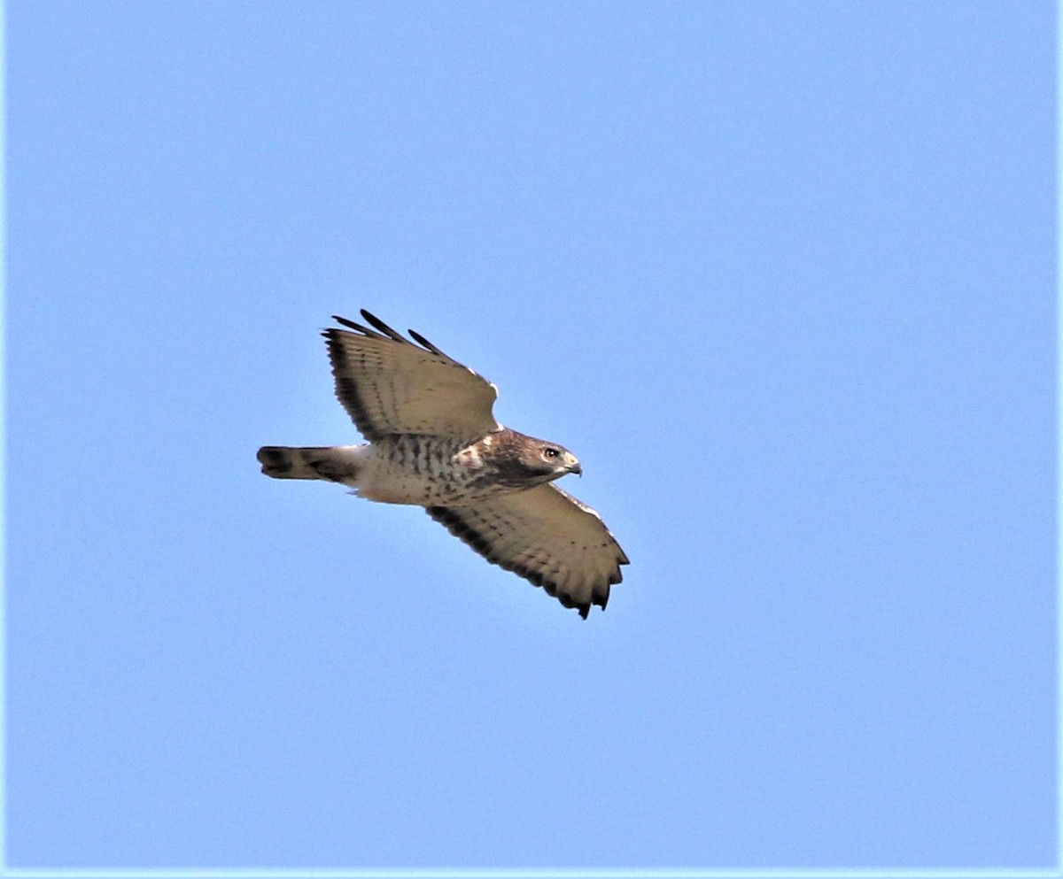 Broad-winged Hawk - ML485464951