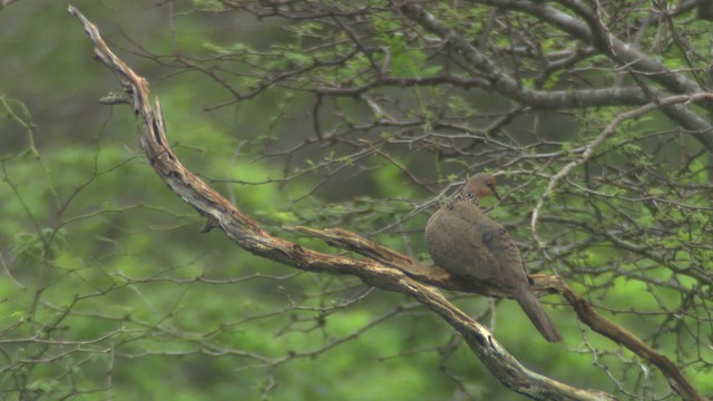 Spotted Dove (Eastern) - ML485465