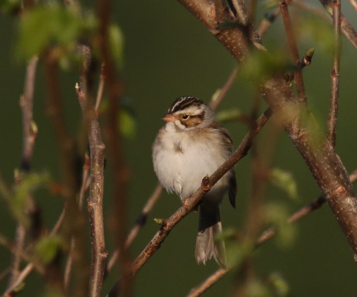 Clay-colored Sparrow - ML485465231