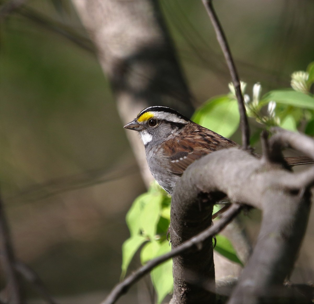 White-throated Sparrow - ML485465351