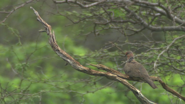 Spotted Dove (Eastern) - ML485466