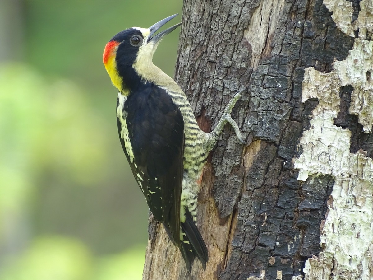 Beautiful Woodpecker - Felipe Cardona Toro