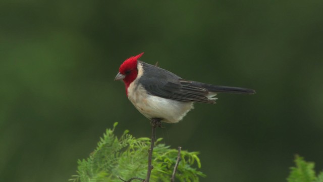 Red-crested Cardinal - ML485468