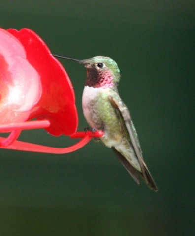 Broad-tailed Hummingbird - ML48547451