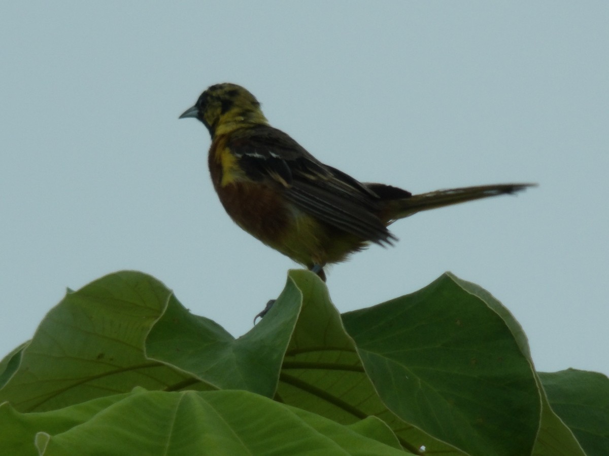 Orchard Oriole - ML485476061